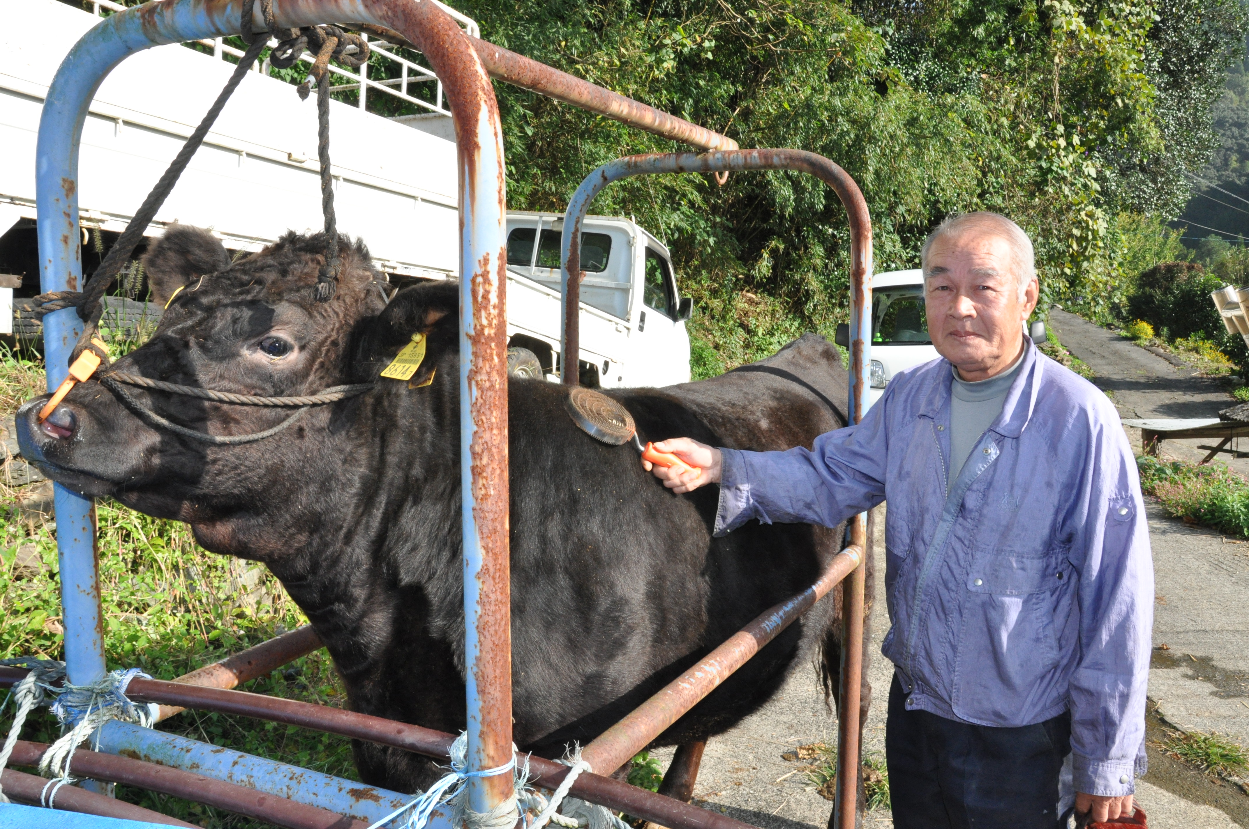 霜降り度合本県歴代1位 種雄牛 勝美利 が快挙 甲斐勝喜さん 北方町 ｊａ宮崎中央会