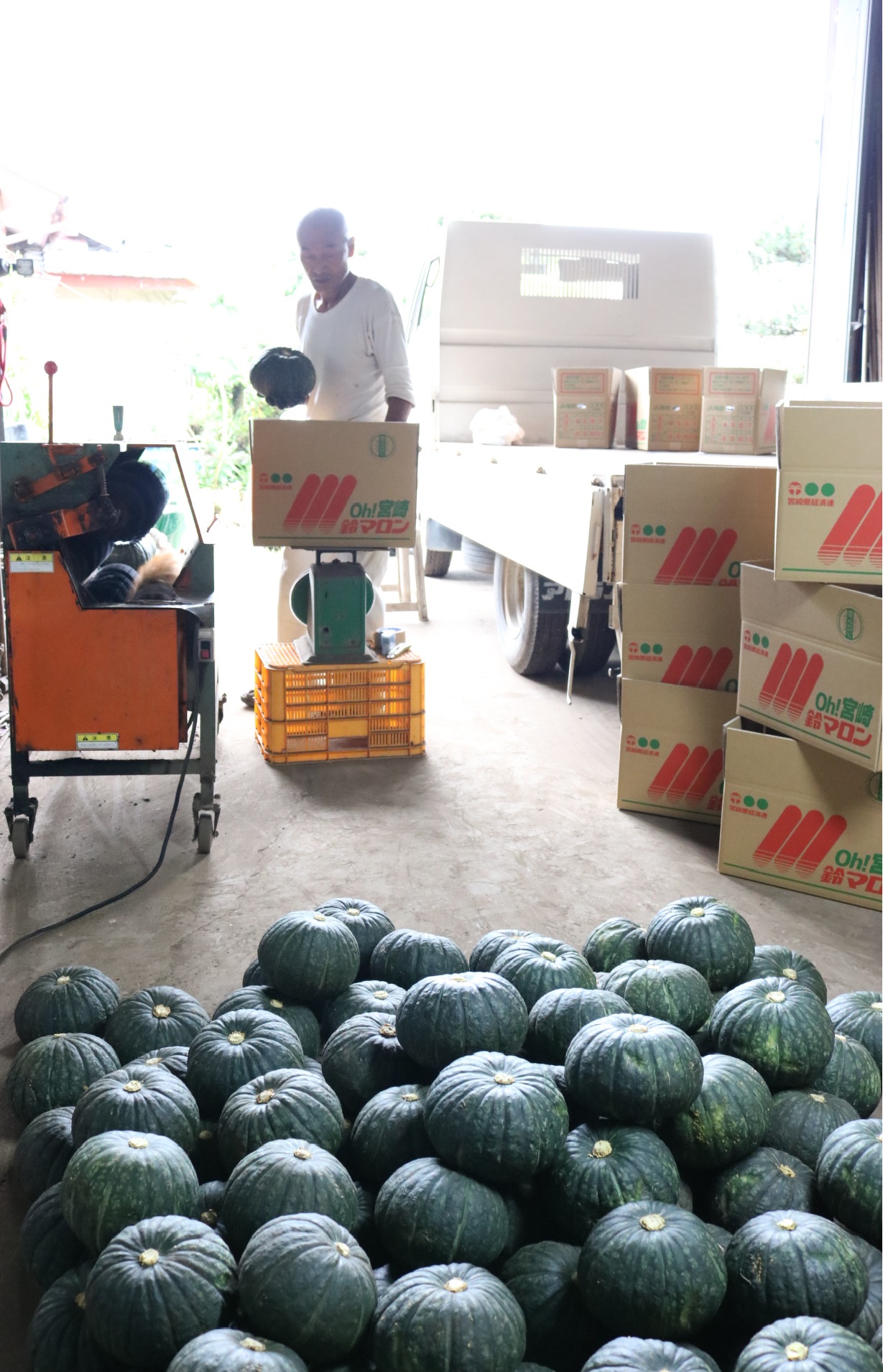 ブランドカボチャ／完熟「鈴マロン」出荷最盛 | JA宮崎中央会