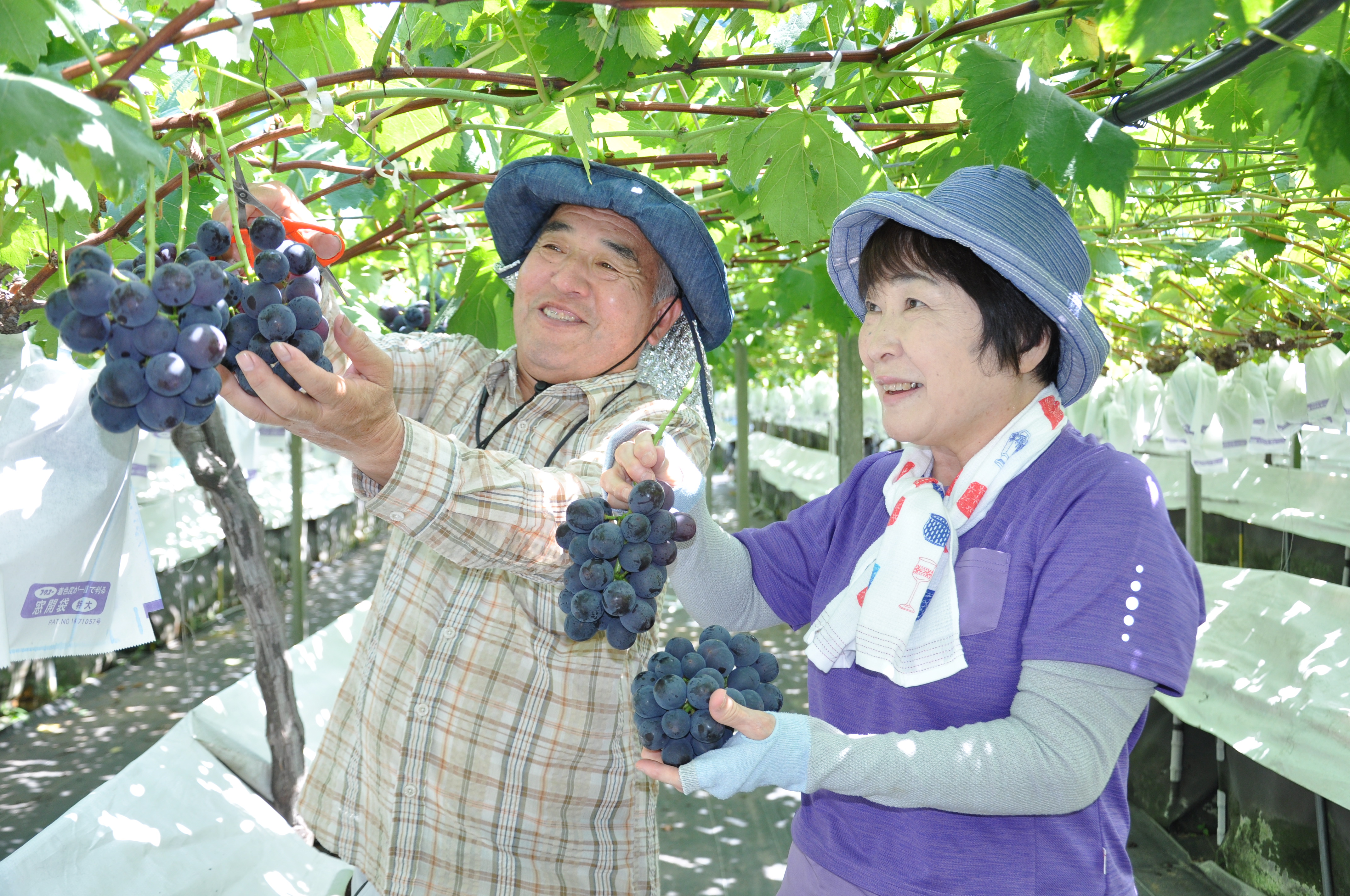 こ*ん様 メビウスのようなセミダブル 加藤農園 株分苗 曽田園芸の新着
