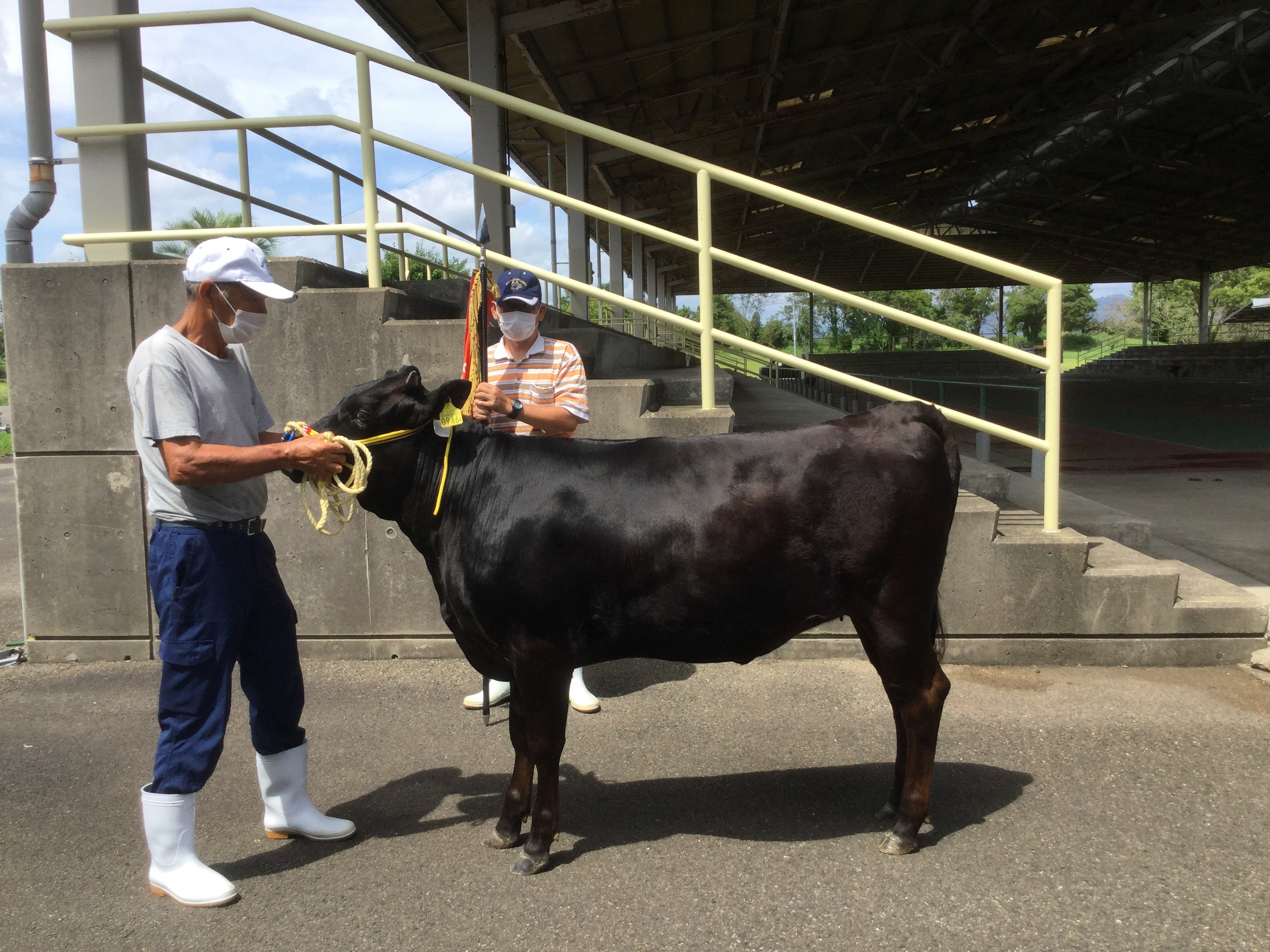 9月期郡市子牛品評会 都農町の河野久徳さんgチャンピオン ｊａ宮崎中央会