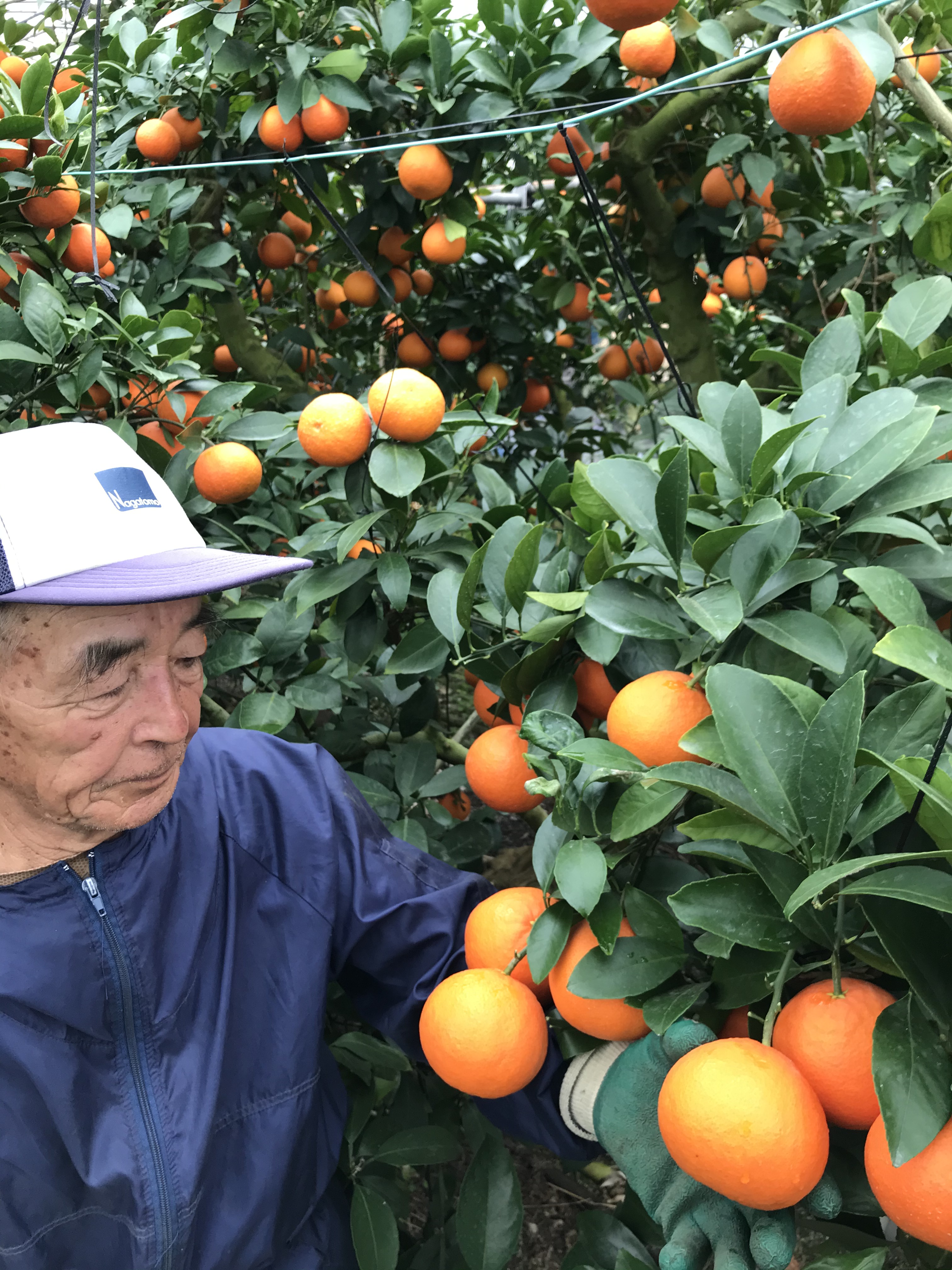 栽培用クレソン　10キロ目安　 湧き水育ち　みかん箱2箱分パンパン 10キロ目安みかん箱2箱分パンパン 常温発送 クレソン 天然湧き水育ち
