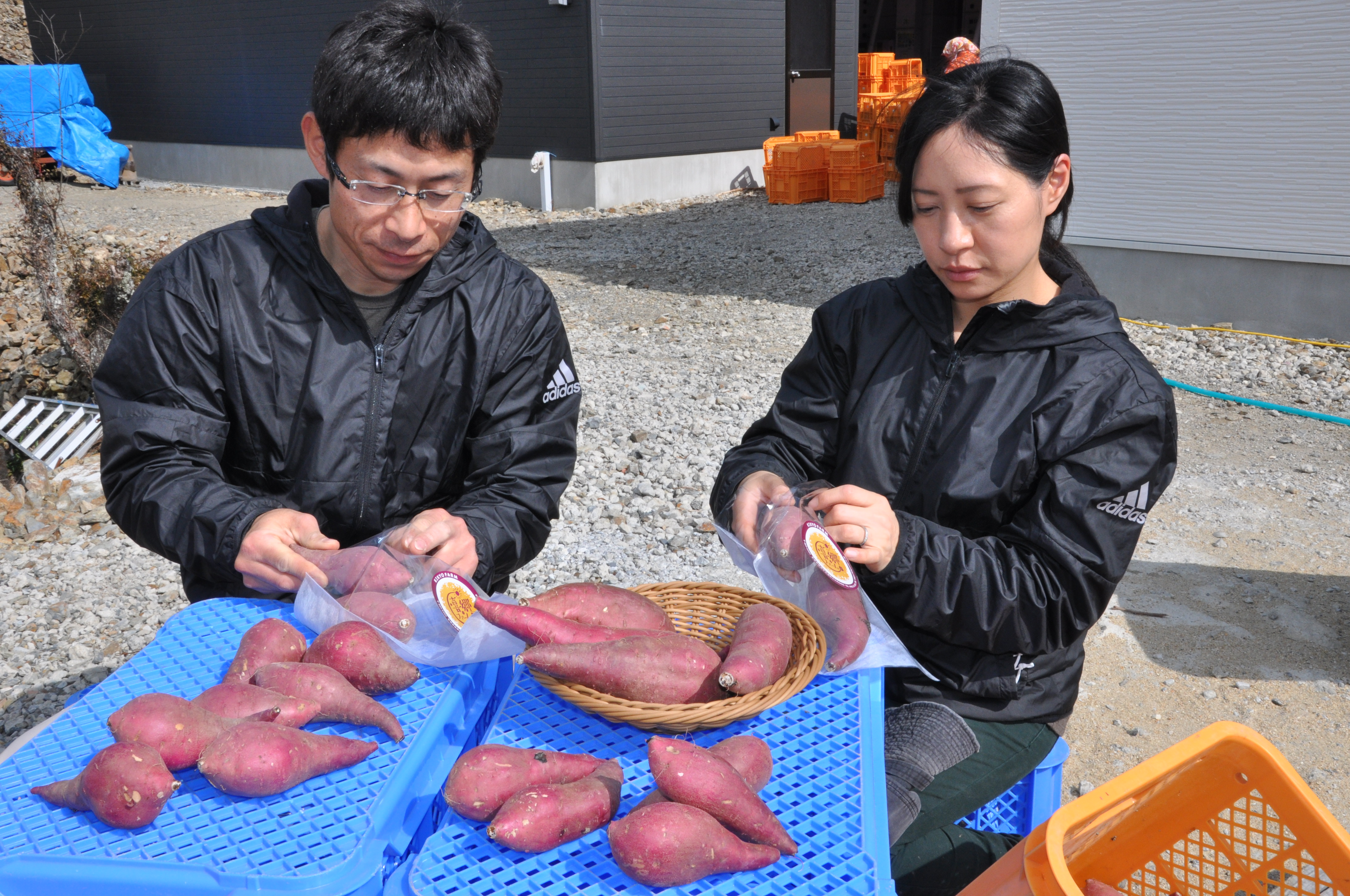 脱サラして農業に挑戦 サツマイモを通年出荷 次代に引き継ぐ産業に 夢