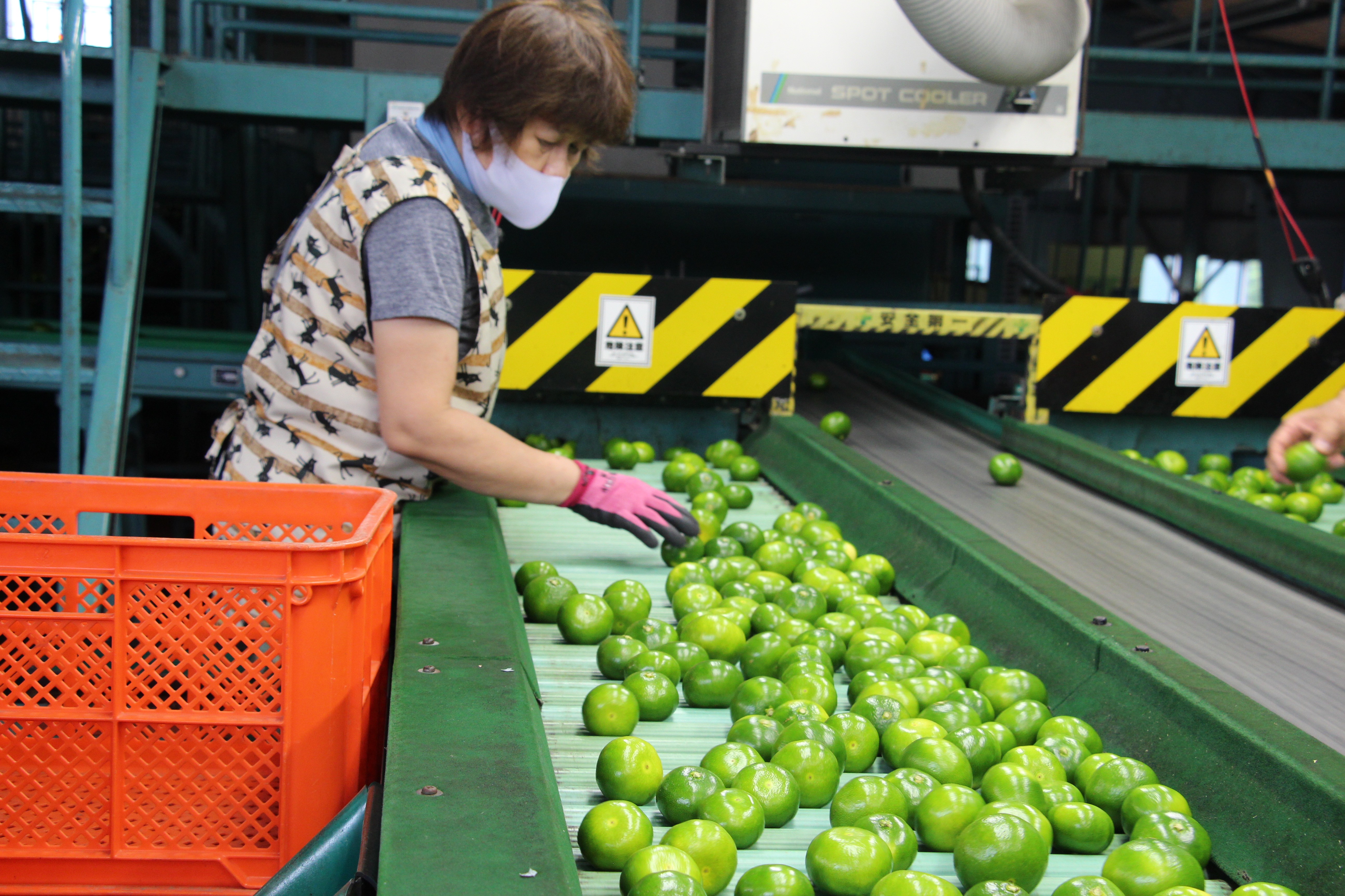 ハウスグリーンミカン出荷本格化 | JA宮崎中央会