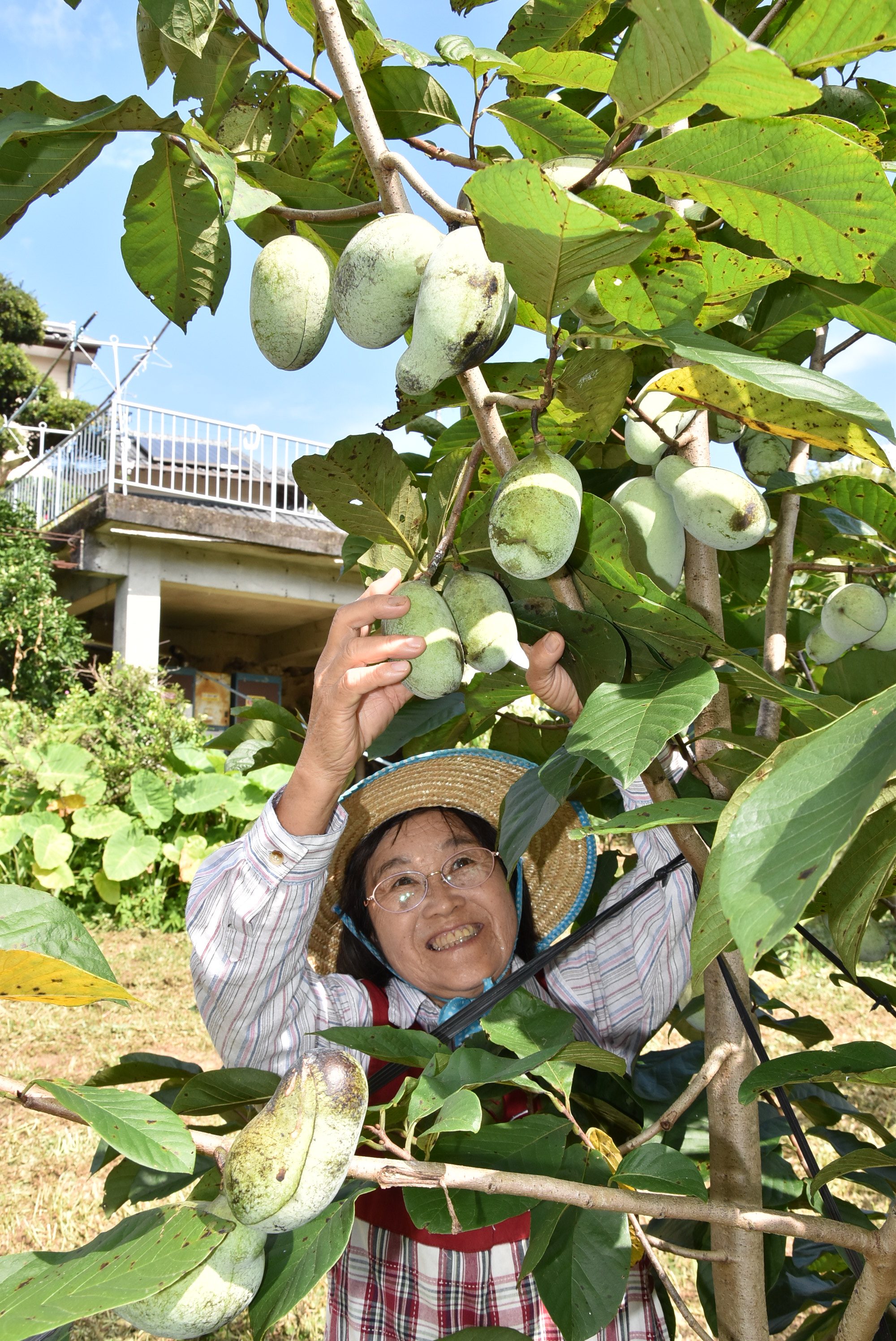 幻の果実ポポー収穫 収量減も品質上々 ジャム作りにも挑戦 | ＪＡ宮崎